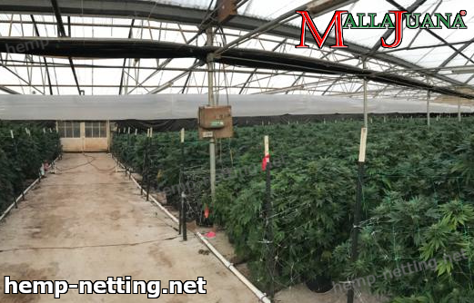 cannabis crops in greenhouse using mallajuana by tutoring to plants