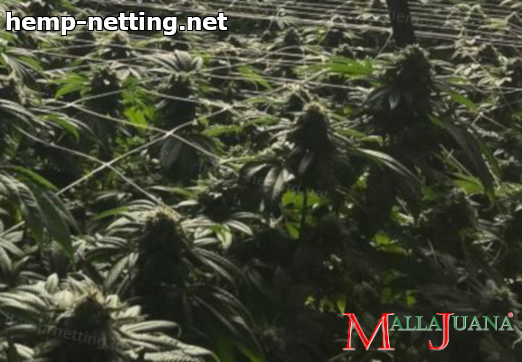 cannabis crops in greenhouse using mallajuana net