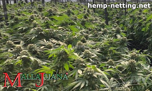 sog method applied on cannabis crops
