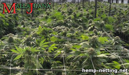 cannabis crop using support method