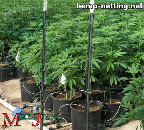 cannabis plants usign hemp net for support