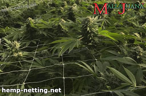 mallajuana used for support on cannabis crops