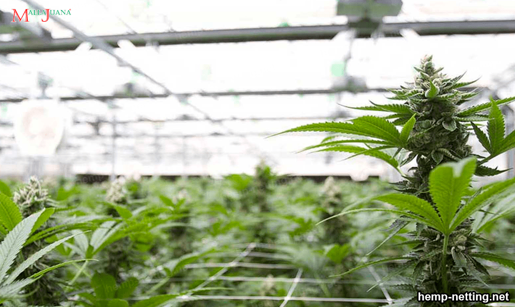 Cannabis plants with horizontal trellising netting