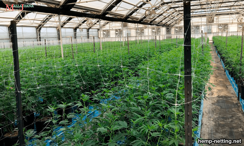 trellising net installed in a hemp cultivation