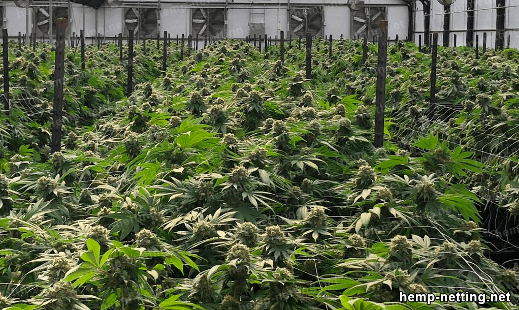 hemp cultivation in a greenhouse